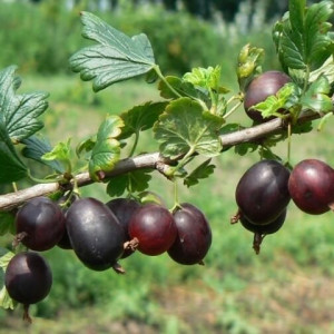 Крыжовник Северный капитан