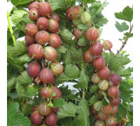 Крыжовник Сеянец Смены