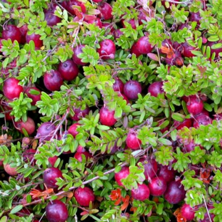 Саженец Клюква крупноплодная Пилигрим