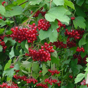 Калина красная Ульгень