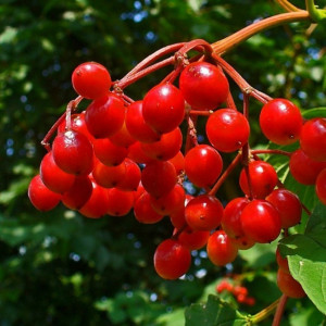 Калина красная Таежные рубины (5 литров)