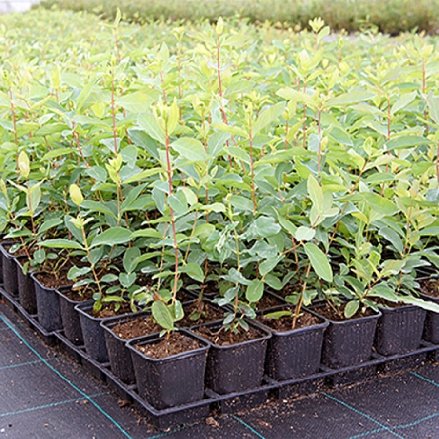 Саженец Жимолость съедобная Виола