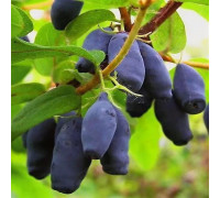Жимолость съедобная Амфора
