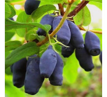 Жимолость съедобная Амфора