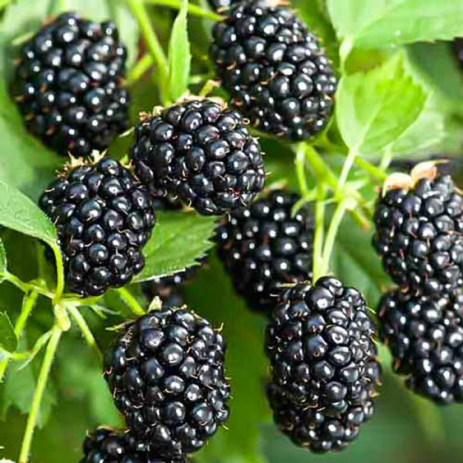 Саженец Ежевика Рубен