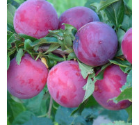 Слива русская (Алыча) Кубанская комета