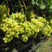 Саженец Виноград плодовый Аркадия (Настя)