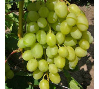 Виноград плодовый Аркадия (Настя)