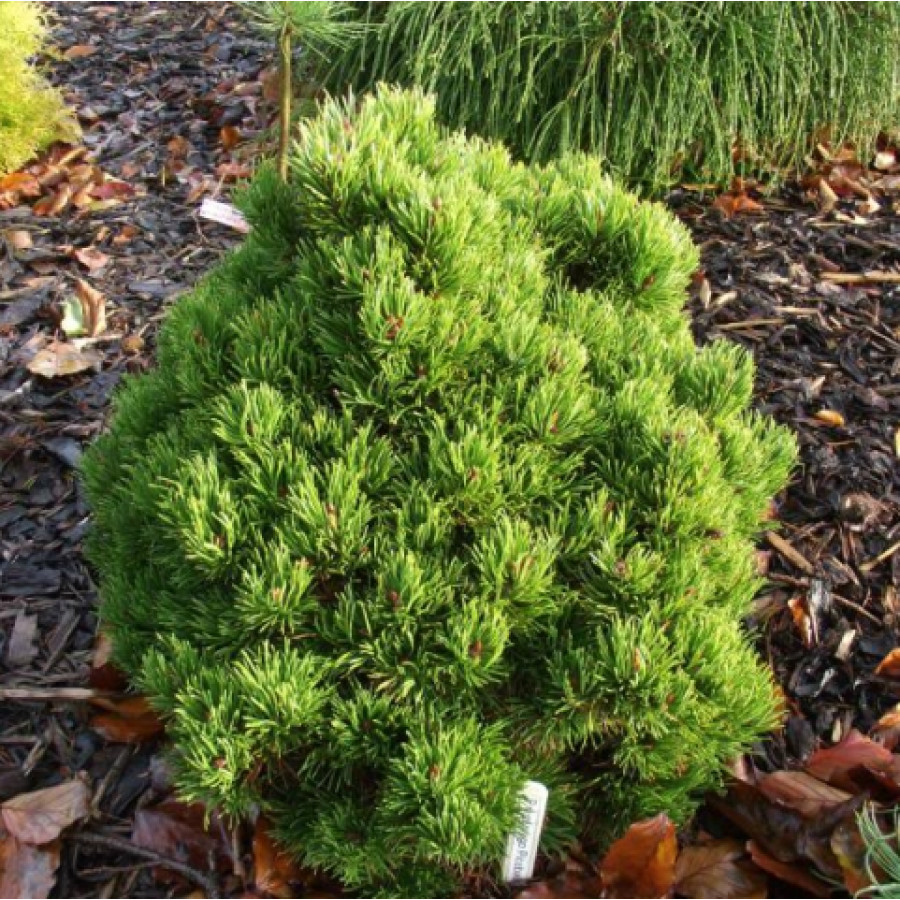 Саженец Сосна горная Пикобелло (5 литров)
