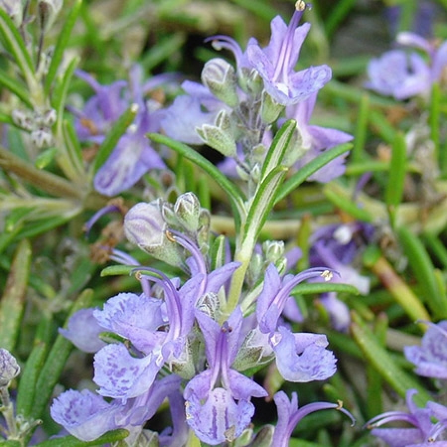 Саженец Розмарин лекарственный Корсикан Блю (С2)