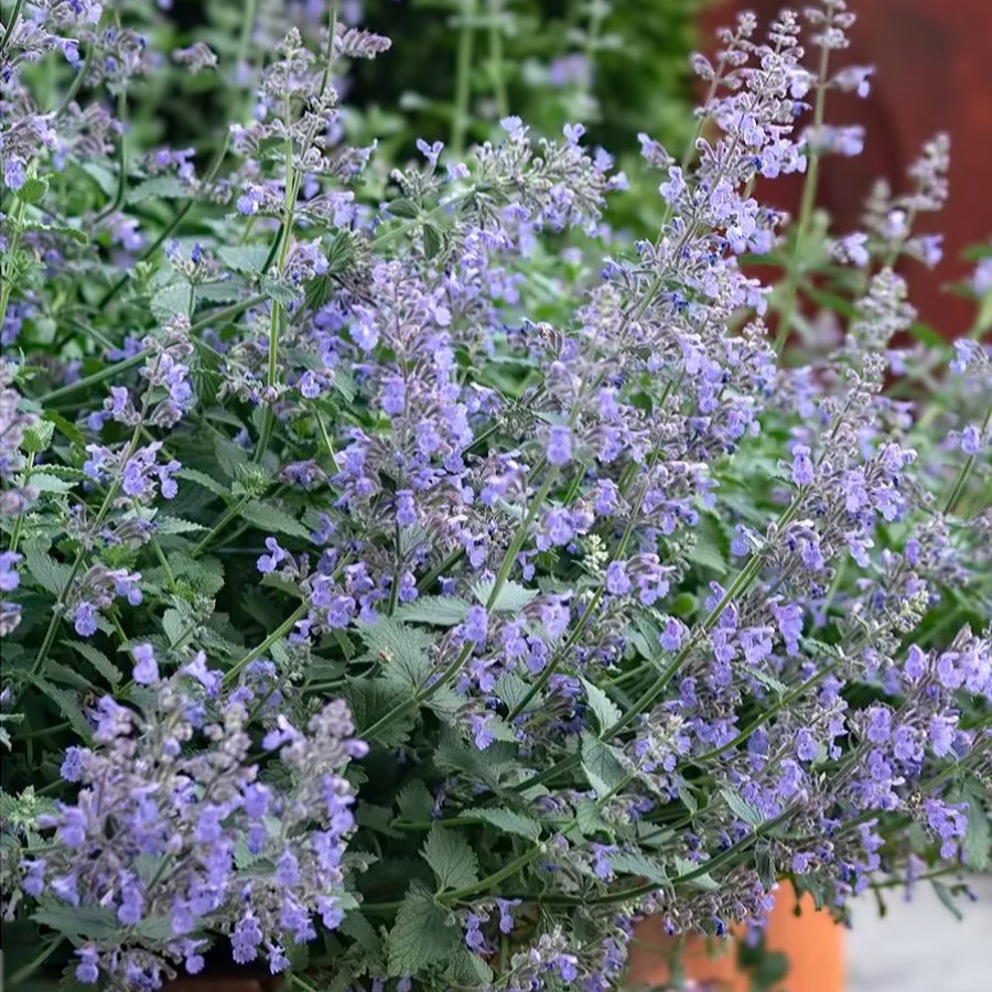 Саженец Котовник Фассена Кит Кэт (С2)