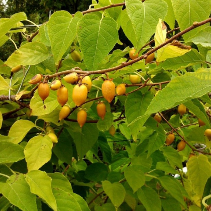 Саженец Актинидия полигама Желтое веретено (женский)