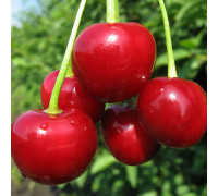 Вишня Любская