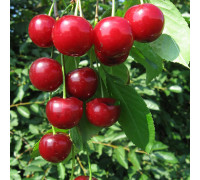 Вишня (дюк) Саратовская малышка