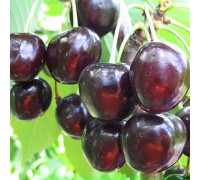 Вишня Черная крупная