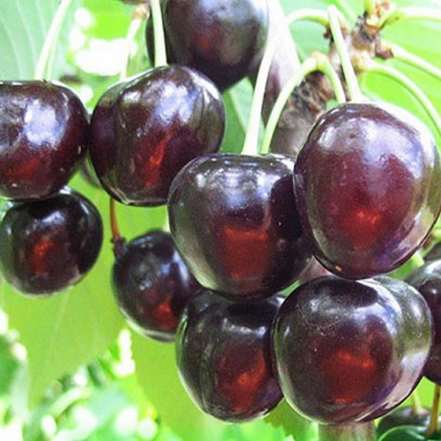 Саженец Вишня Черная крупная