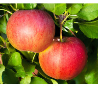 Яблоня колонновидная Кумир (7,5 литров)