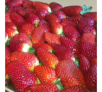 Земляника садовая Камароза
