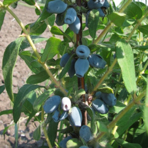 Жимолость съедобная Кувшиновидная