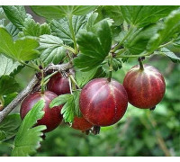 Крыжовник Спайнфри