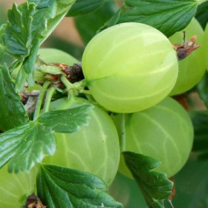Крыжовник Хиннонмаки Грин