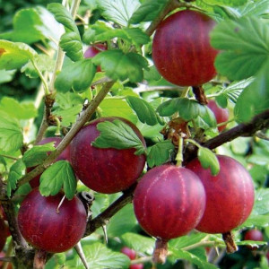Крыжовник Хиннонмаки Ред