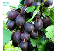 Крыжовник Черномор