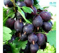 Крыжовник Черносливовый