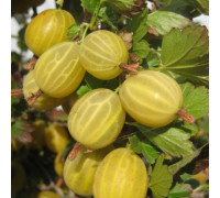 Крыжовник Яровой (5 литров)