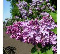 Сирень обыкновенная Русь (5 литров)