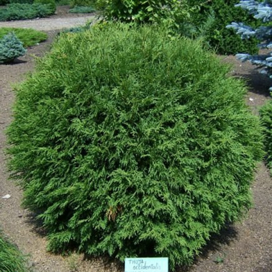 Саженец Туя западная Литл Чемпион (0,2 литра)