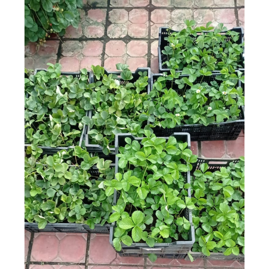 Саженец Земляника садовая Фестивальная