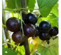 Смородина черная Ядреная (5 литров)