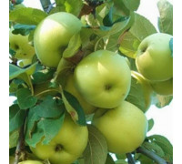 Яблоня Феникс алтайский