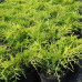 Саженец Можжевельник средний Олд Голд (7,5 литров)