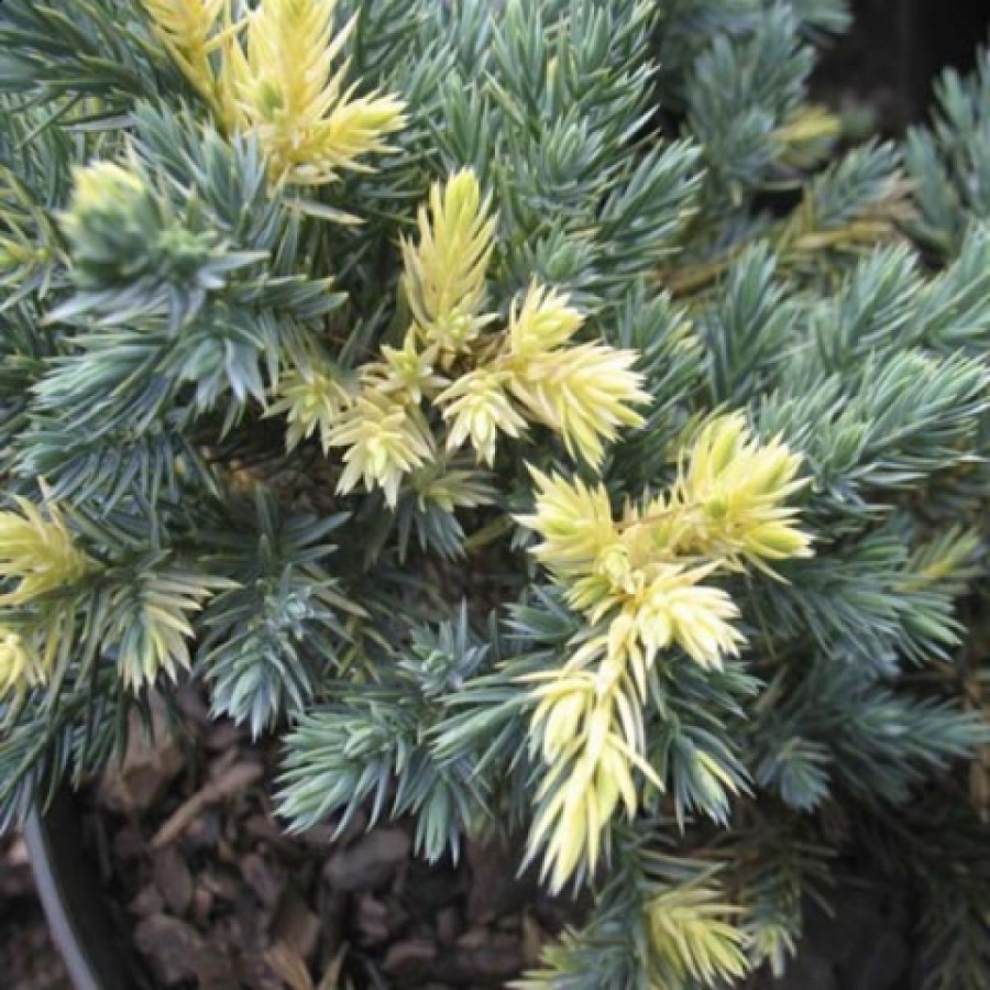 Саженец Можжевельник чешуйчатый Флореант (0,2 литра)