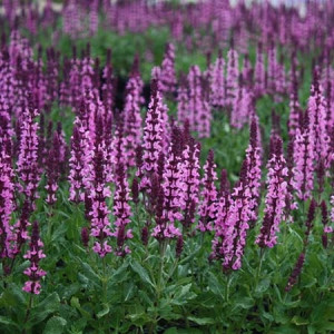 Сальвия дубравная (Шалфей) Нью Деменшн Роуз (С2)