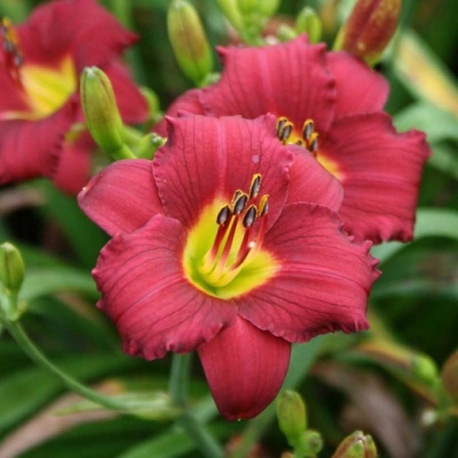 Саженец Лилейник гибридный Пардон Ми (С2)