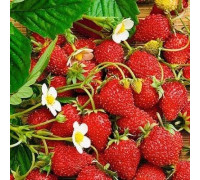 Земляника садовая Барон Солемахер (Р9)