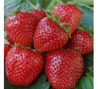 Земляника садовая Боровицкая (Р9)