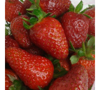 Земляника садовая Крымская ранняя (Р9)