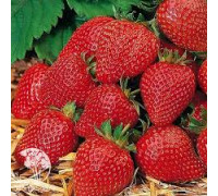 Земляника садовая Соловушка (Р9)