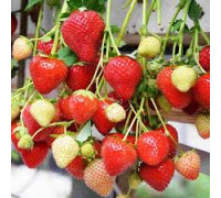 Земляника садовая Моллинг Алюр (Р9)