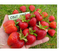 Земляника садовая Свит Харт (Р9)