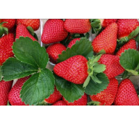 Земляника садовая Эми (Р9)